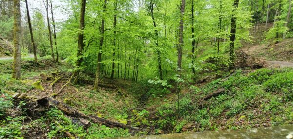Grüner Wald mit einem Wanderweg und einer vertiefung